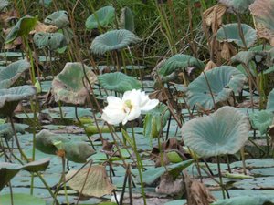 Lotus Flowers in Anuradhapura