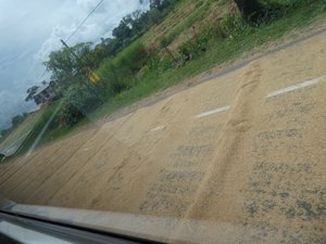 Rice drying on road at Anuradhapura
