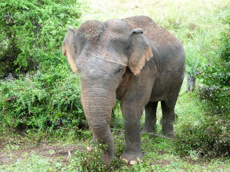 Elephants near Polonnaruwa (12)