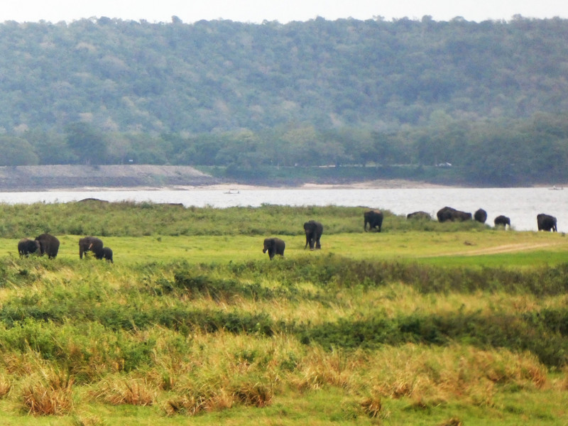 Elephants near Polonnaruwa (21)