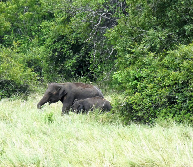 Elephants near Polonnaruwa (42)