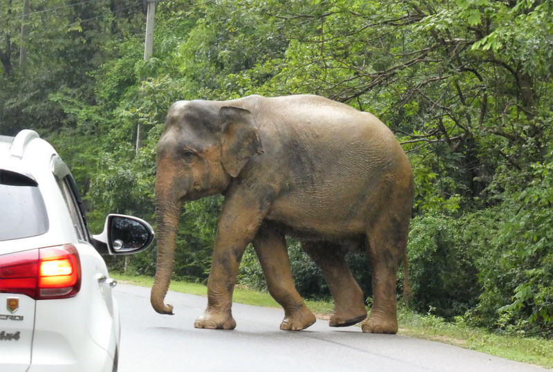 Elephants near Polonnaruwa (49)