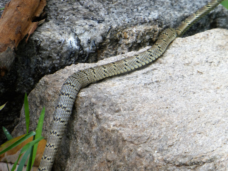 Snakes at Polonnaruwa (1)