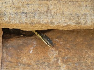 Snakes at Polonnaruwa (2)
