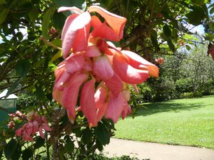 Kandy Royal Gardens - Flower Garden & Great Circle (7)