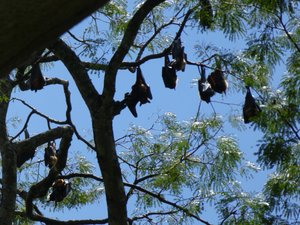 Kandy Royal Gardens - Rain Tree with bats (2)