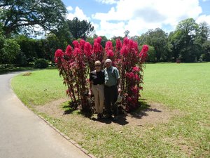 Kandy Royal Gardens (209)