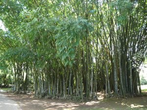 Kandy Royal Gardens Bamboos (1)