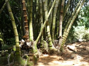 Kandy Royal Gardens Bamboos (2)