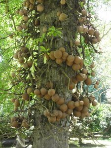 Kandy Royal Gardens Cannonball Tree (8)