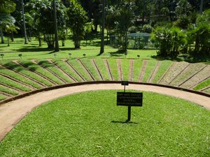 Kandy Royal Gardens Grasses (4)