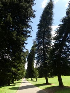 Kandy Royal Gardens Vooks Pine Avenue (1)
