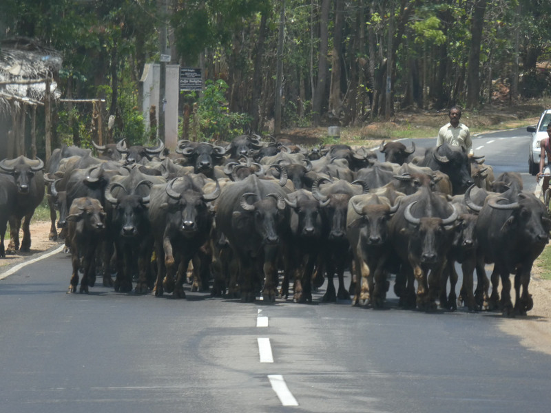 Scenes on the way to Dambulla - Buffalo herd (2)