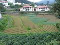 Our Summer Hill Breeze Hotel and surrounds in Nuwara Eliya (1)