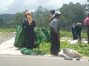 Nuwara Eliya Tea Pickers weighing their pickings