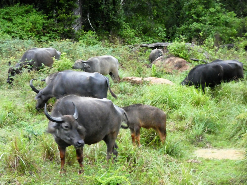Weheragala Reservoir central Sri Lanka - Buffalo