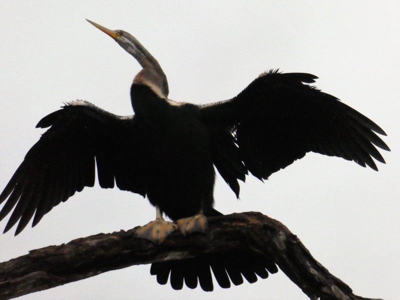 Weheragala Reservoir central Sri Lanka - Indian Cormorant