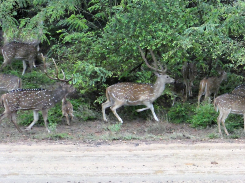 Weheragala Reservoir central Sri Lanka - spotted deer (2)