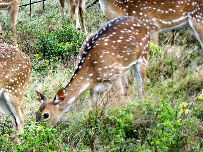 Weheragala Reservoir central Sri Lanka - Spotted Deer