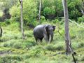 Elephant in Weheragala Reservoir central Sri Lanka
