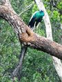 Weheragala Reservoir central Sri Lanka - Indian Peafowl (2)