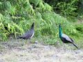 Weheragala Reservoir central Sri Lanka - Indian Peafowl