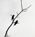 Weheragala Reservoir central Sri Lanka - Rose-ringed Parakeet