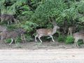 Weheragala Reservoir central Sri Lanka - spotted deer (2)