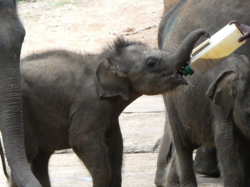 Asian Elephant in Udawalawe National Park (5)