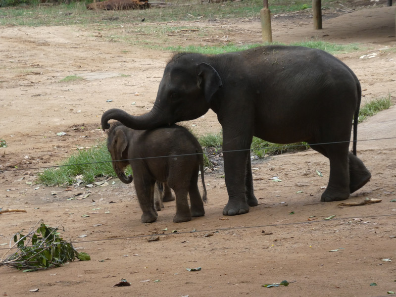Asian Elephant in Udawalawe National Park (6)