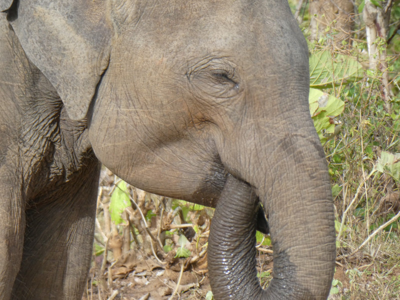 Asian Elephant in Udawalawe National Park (7)