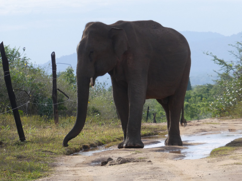 Asian Elephant in Udawalawe National Park was massive and heading towards us. Very un-nerving