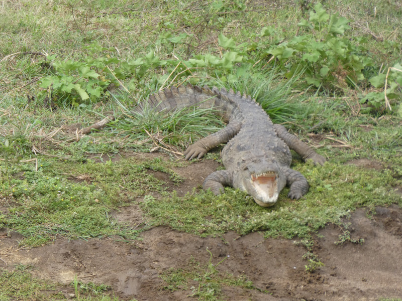 Udawalawe National Park crocodile