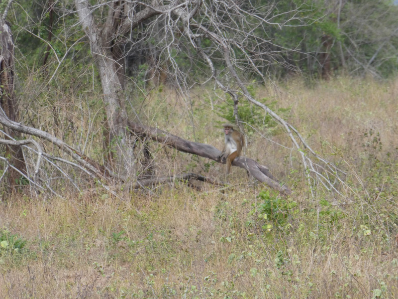 Udawalawe National Park Monkey