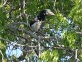 Pied Hornbill at Yala Adventure Park
