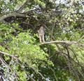 Udawalawe National Park - Crested Hawk Eagle