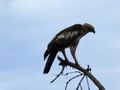 Udawalawe National Park - crested hawk-eagle (2)