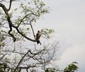Udawalawe National Park - Crested Hawk-eagle