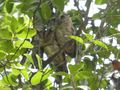 Udawalawe National Park - Indian Scops-owl