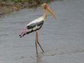 Udawalawe National Park - Painted Stork