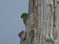 Udawalawe National Park - Rose-ringed Parakeet (1)