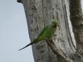 Udawalawe National Park - Rose-ringed Parakeet (3)