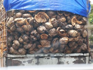 Load of coconut near Galle (1)