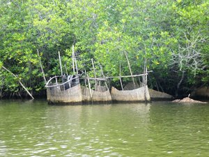 Maduganga River Cruise near  Ahungalia - fish and crab traps (3)