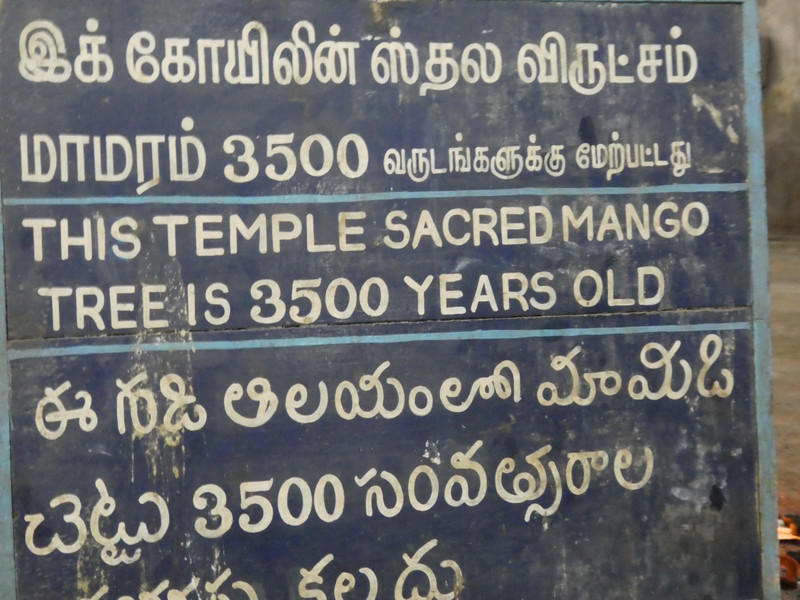 3500 y.o. mango tree which is dead at Kanchipuram - Golden City of a Thousand Temples - 7-8th Century (2)