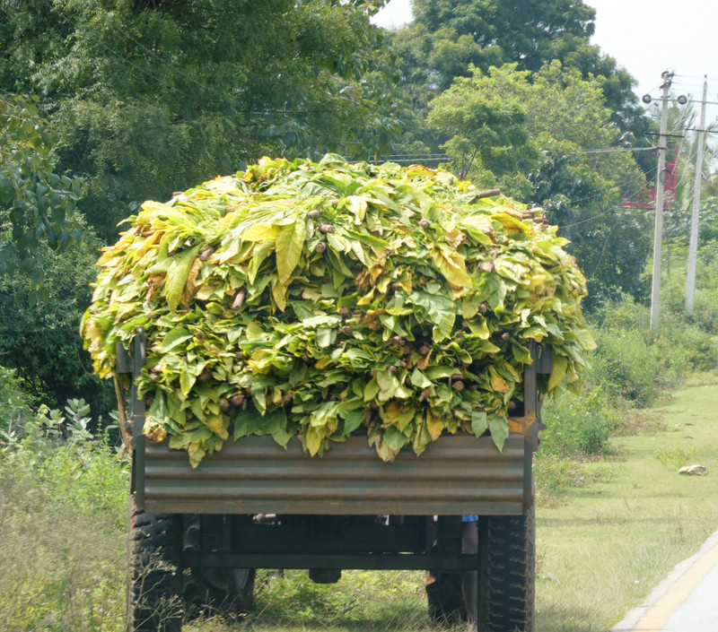 The road from Hussan to Mysore - tobacco (1)