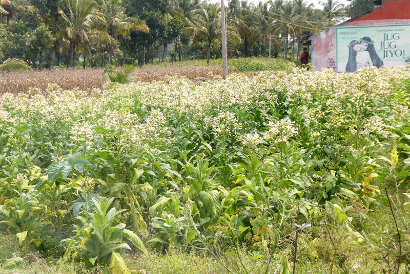 The road from Hussan to Mysore - tobacco (2)