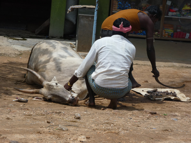 The road from Hussan to Mysore -shoeing animal