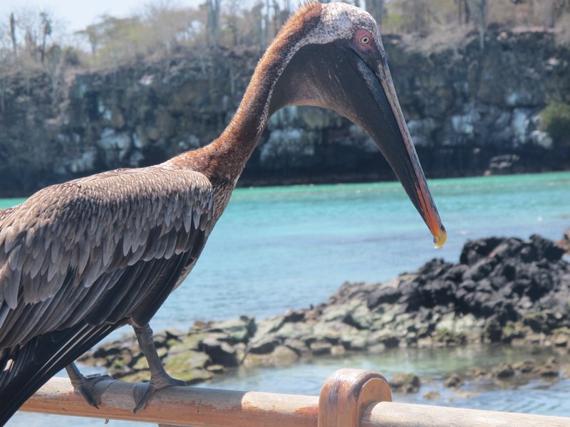 intersting harbour bird- Puerto Ayora
