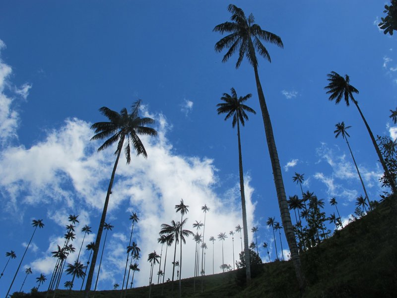 wax palms, tallest in the world